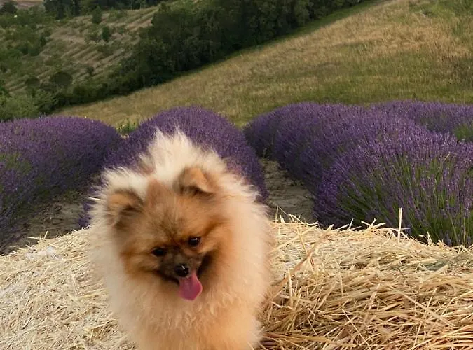 Le Della Baracchina Tatil Evi *