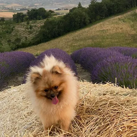 Le Della Baracchina Dom wakacyjny *